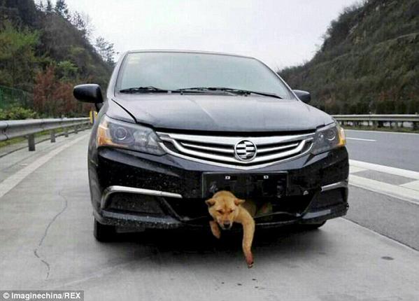 九死に一生！？中国で時速100kmの車にはねられた犬に起きた奇跡