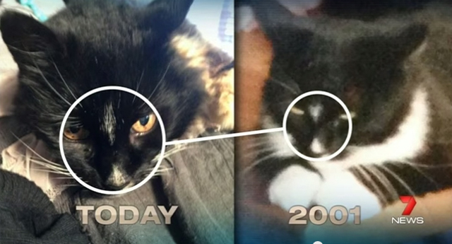 奇跡の再会！行方不明だった黒猫が13年ぶりに帰宅（オーストラリア）