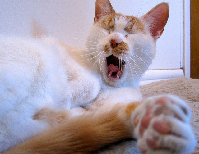 見てると眠くなってきちゃう！大あくびをする猫（写真7枚）