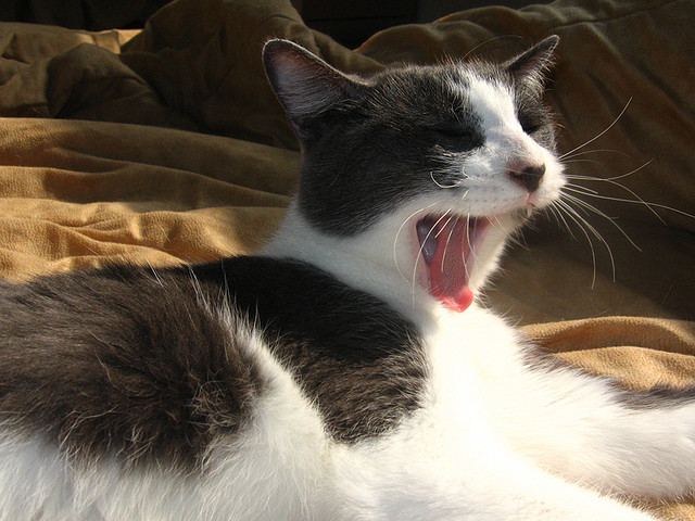 見てると眠くなってきちゃう！大あくびをする猫（写真7枚）