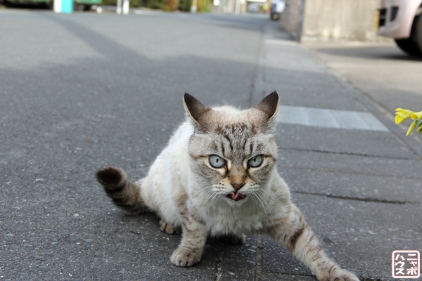 浜松で出会った老猫