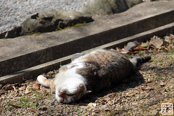 今日の1枚 のら猫写真 京都