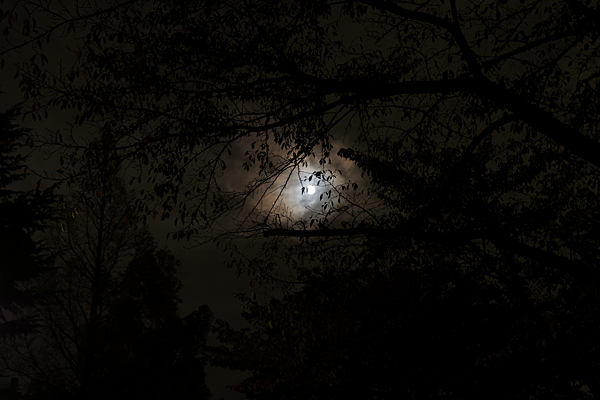 夜の写真-3
