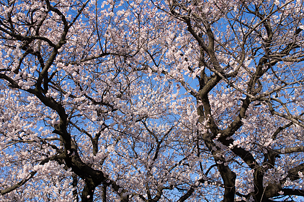 覚成寺桜-4