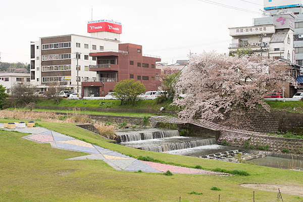 桜7-13