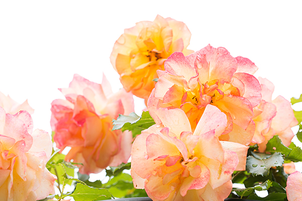花フェスタ4-10