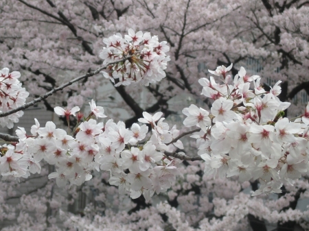 ２０１５東中野の桜２