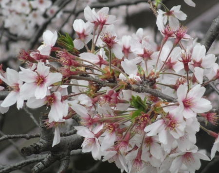 ２０１５東中野の桜4