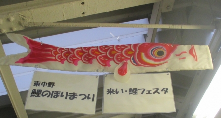 ２０１５東中野鯉フェス緋鯉