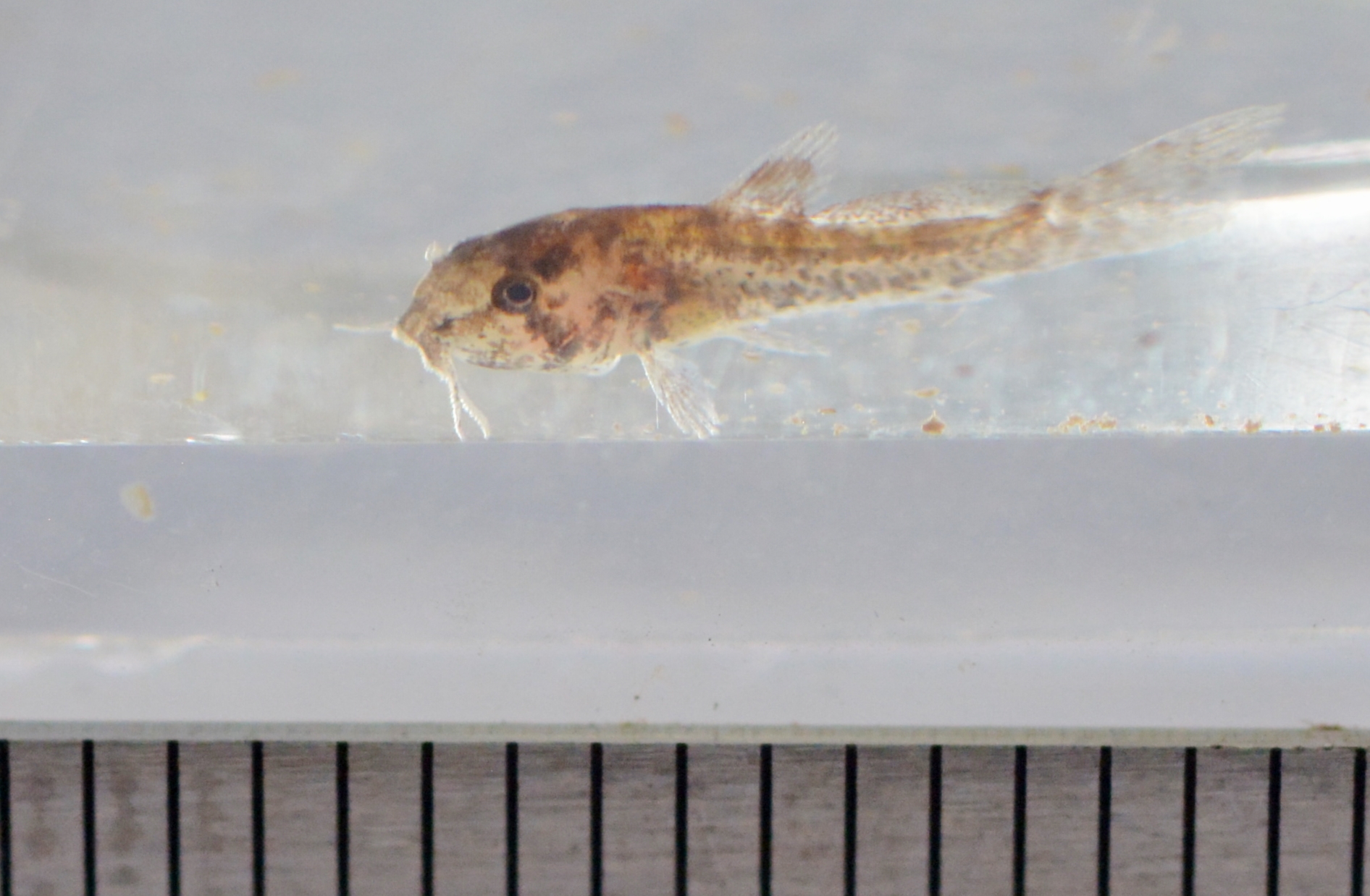 コリドラス 稚魚 コリドラスが自然繁殖する水槽の３つの特徴