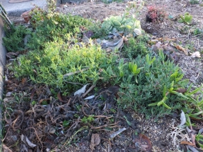 地植えの多肉～手前：プレクトランサス・ネオチラス（黒く萎びて葉がダメです）、カルボスローツス(ピンク花）こん棒状葉～凍らず生きています♪、ポーチュラカリア・銀杏木～何とか生きています♪2014.12.27