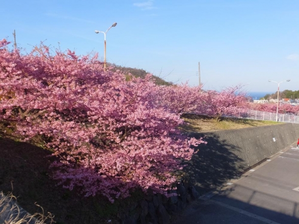 近所のホムセンの駐車場は河津桜が満開です♪右奥に見えるのは海～♪2015.03.06
